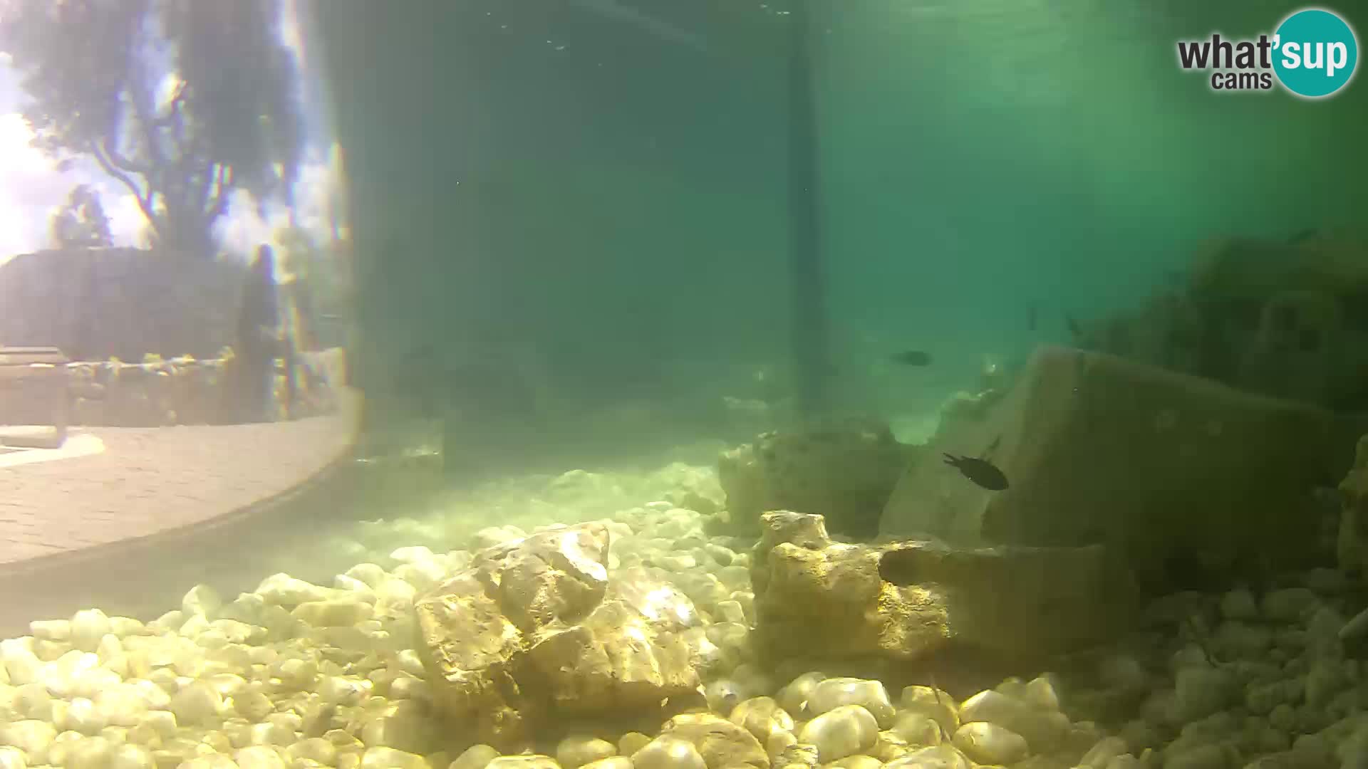 Zunanji morski akvarij Rogoznica spletna kamera Hrvaška