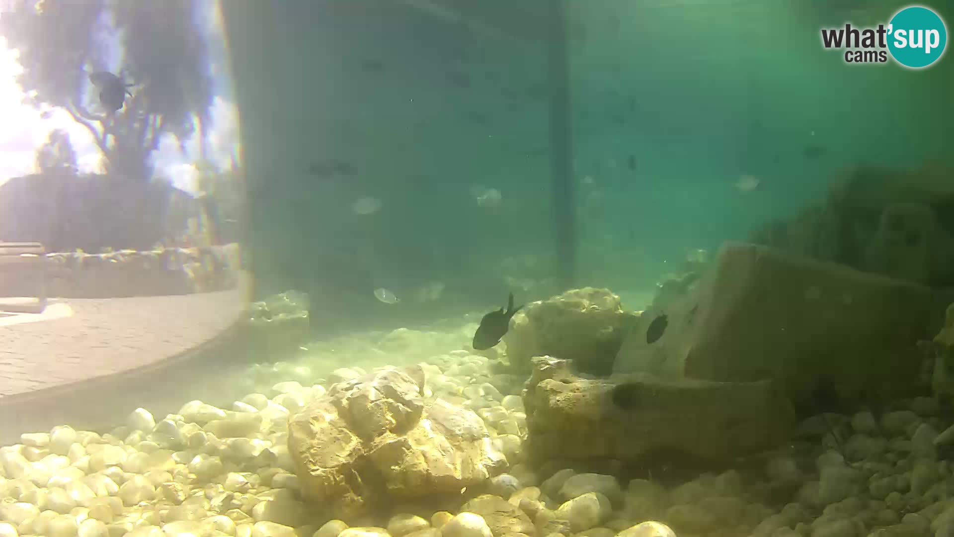 Aquario marino esterno –  Rogoznica livecam Croazia