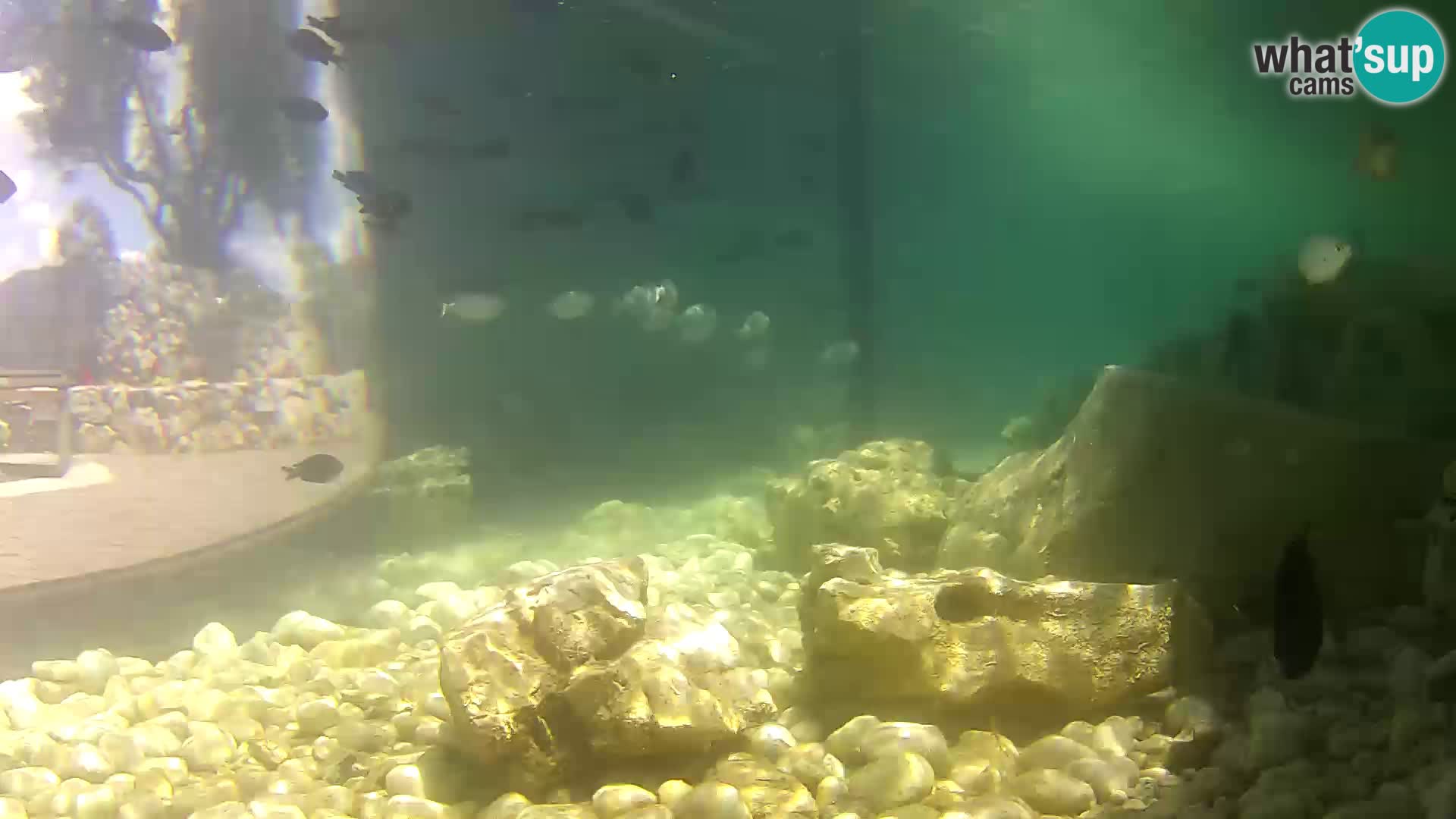 Webcam de l’aquarium marin extérieur de Rogoznica Croatie