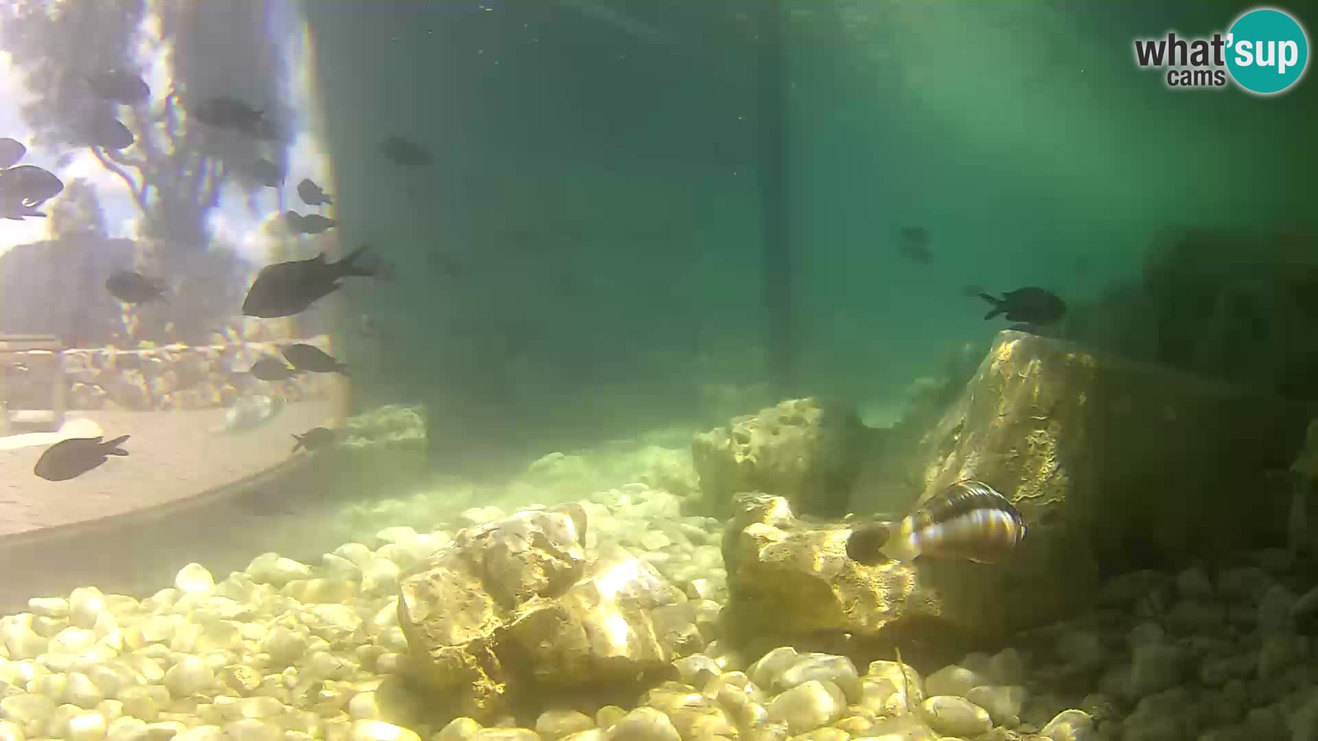 Outdoor Marine Aquarium Rogoznica webcam Croatia