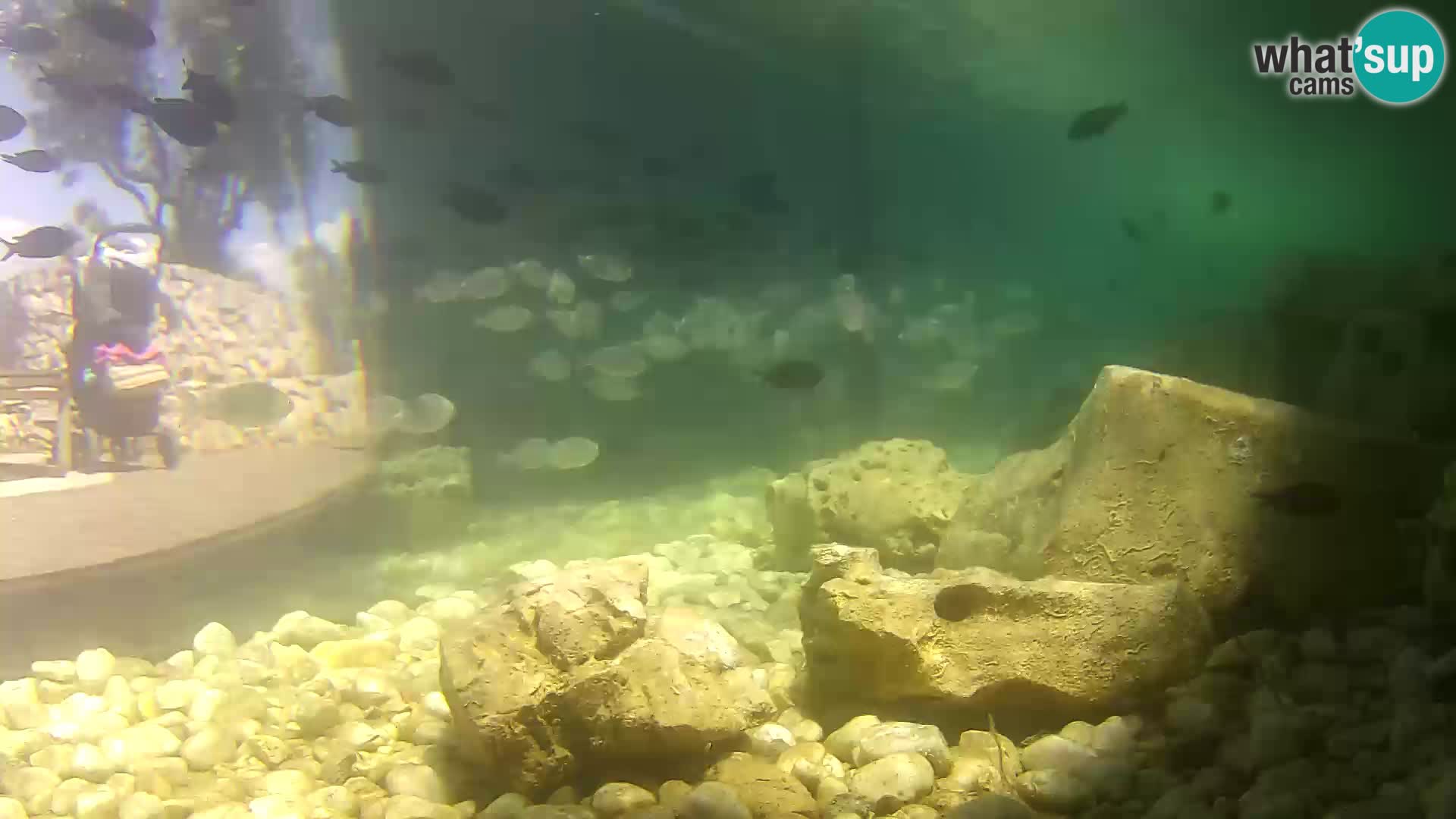 Outdoor Marine Aquarium Rogoznica webcam Croatia