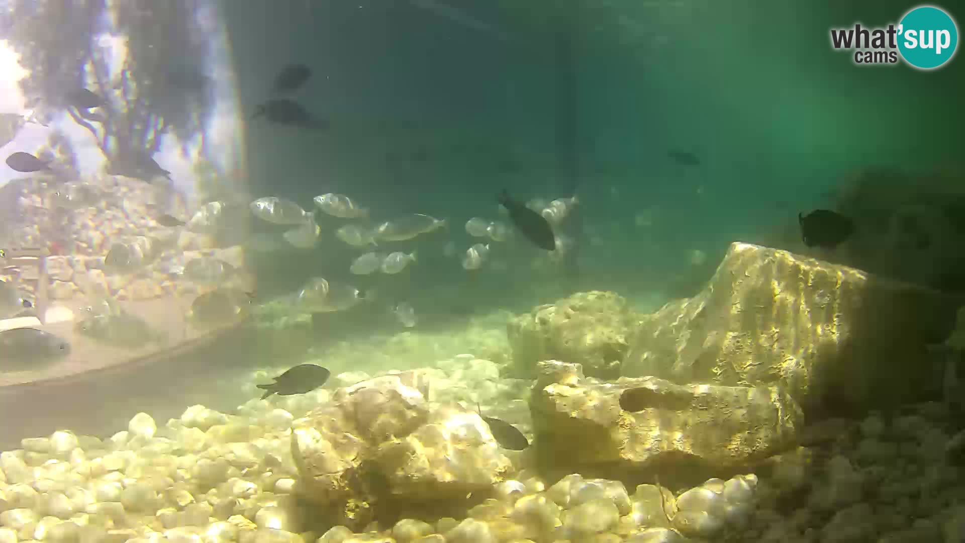 Zunanji morski akvarij Rogoznica spletna kamera Hrvaška