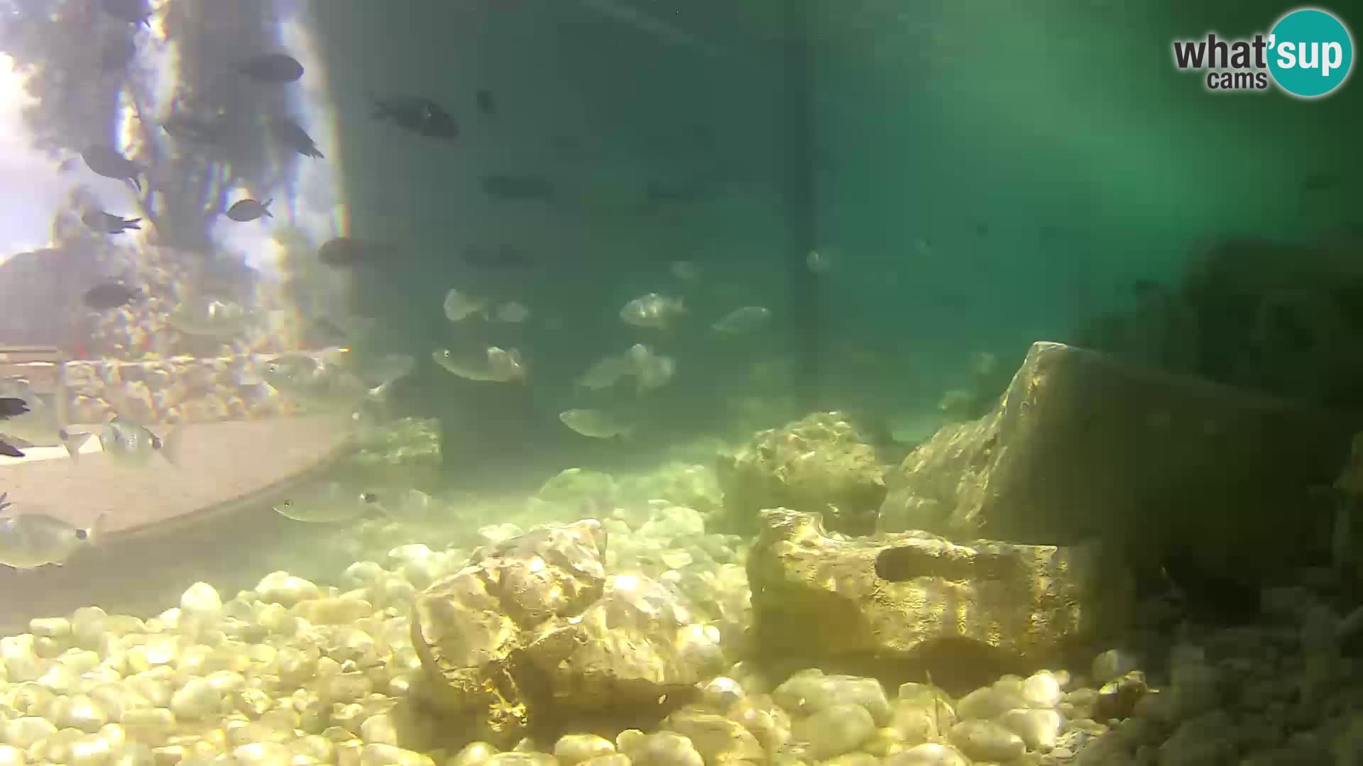 Acuario marino al aire libre Rogoznica webcam Croacia