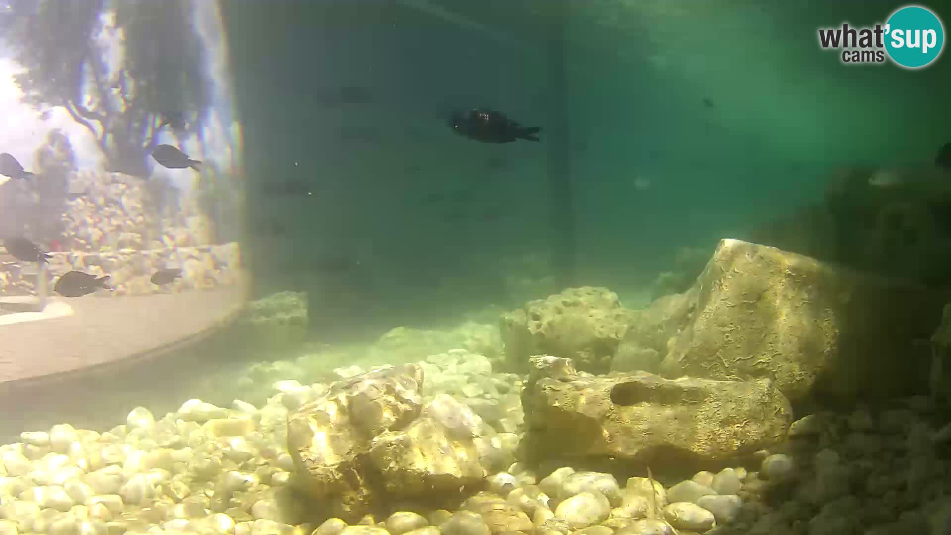Acuario marino al aire libre Rogoznica webcam Croacia