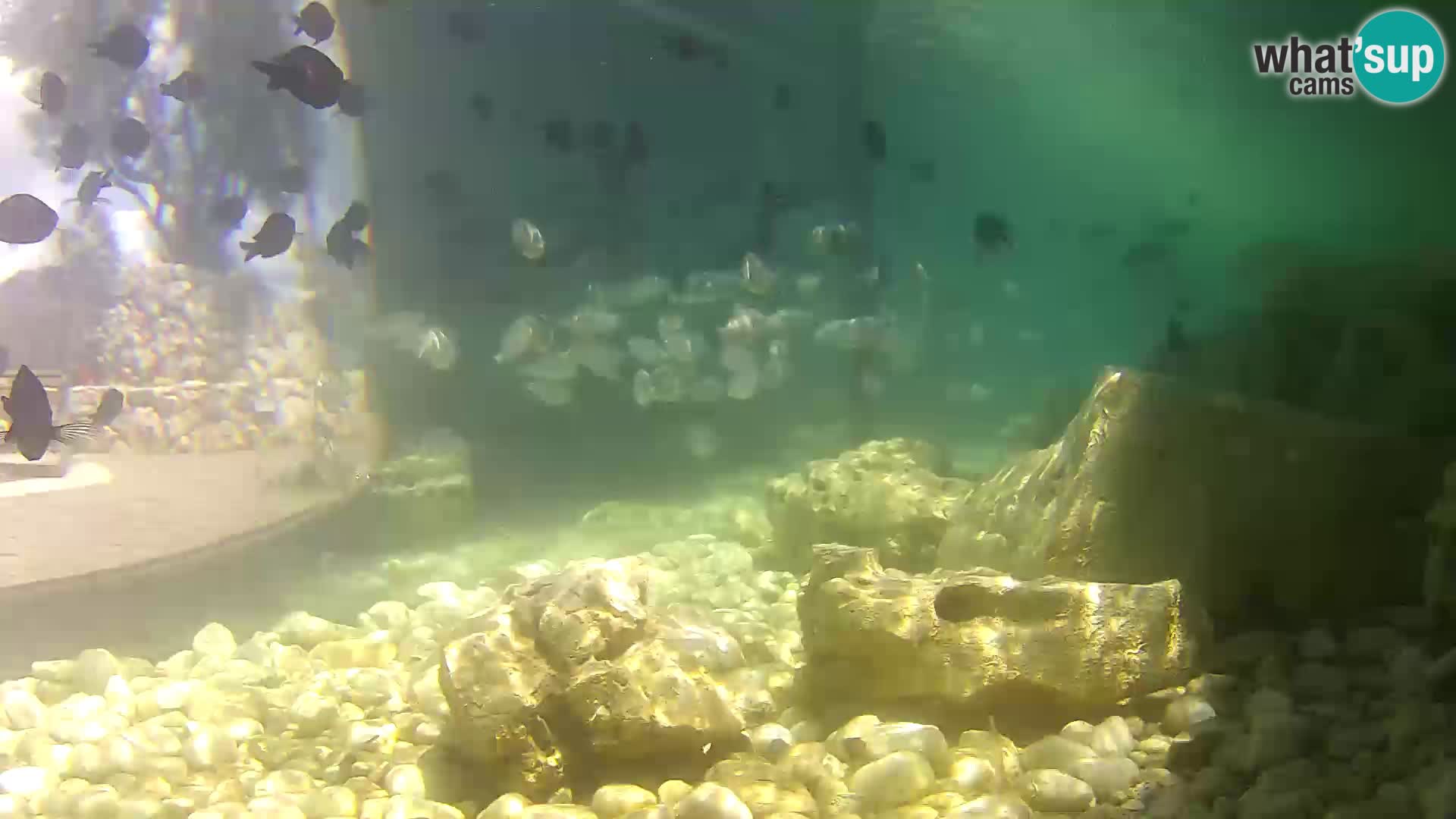 Marine Aquarium im Freien Rogoznica webcam Kroatien