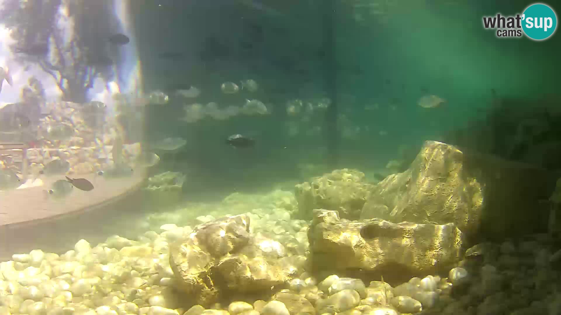 Aquario marino esterno –  Rogoznica livecam Croazia