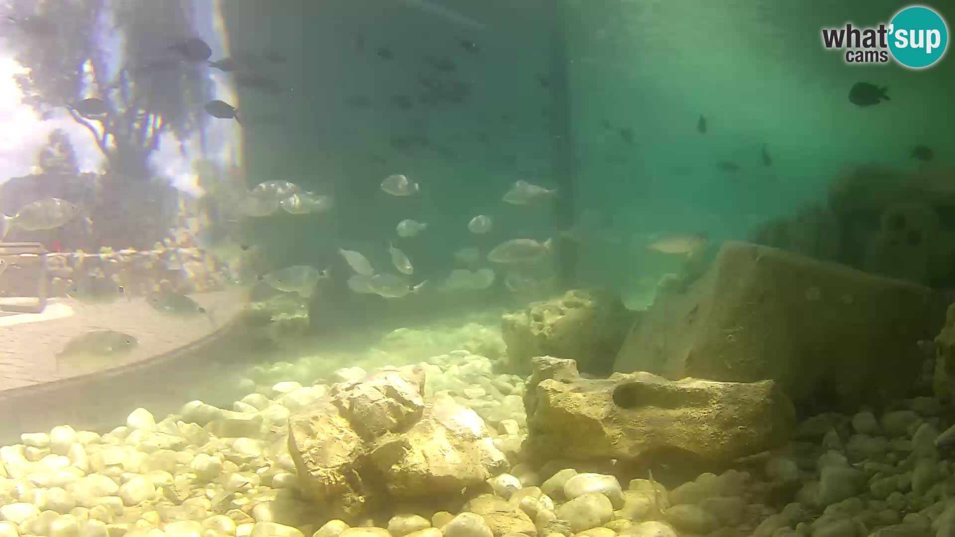 Marine Aquarium im Freien Rogoznica webcam Kroatien