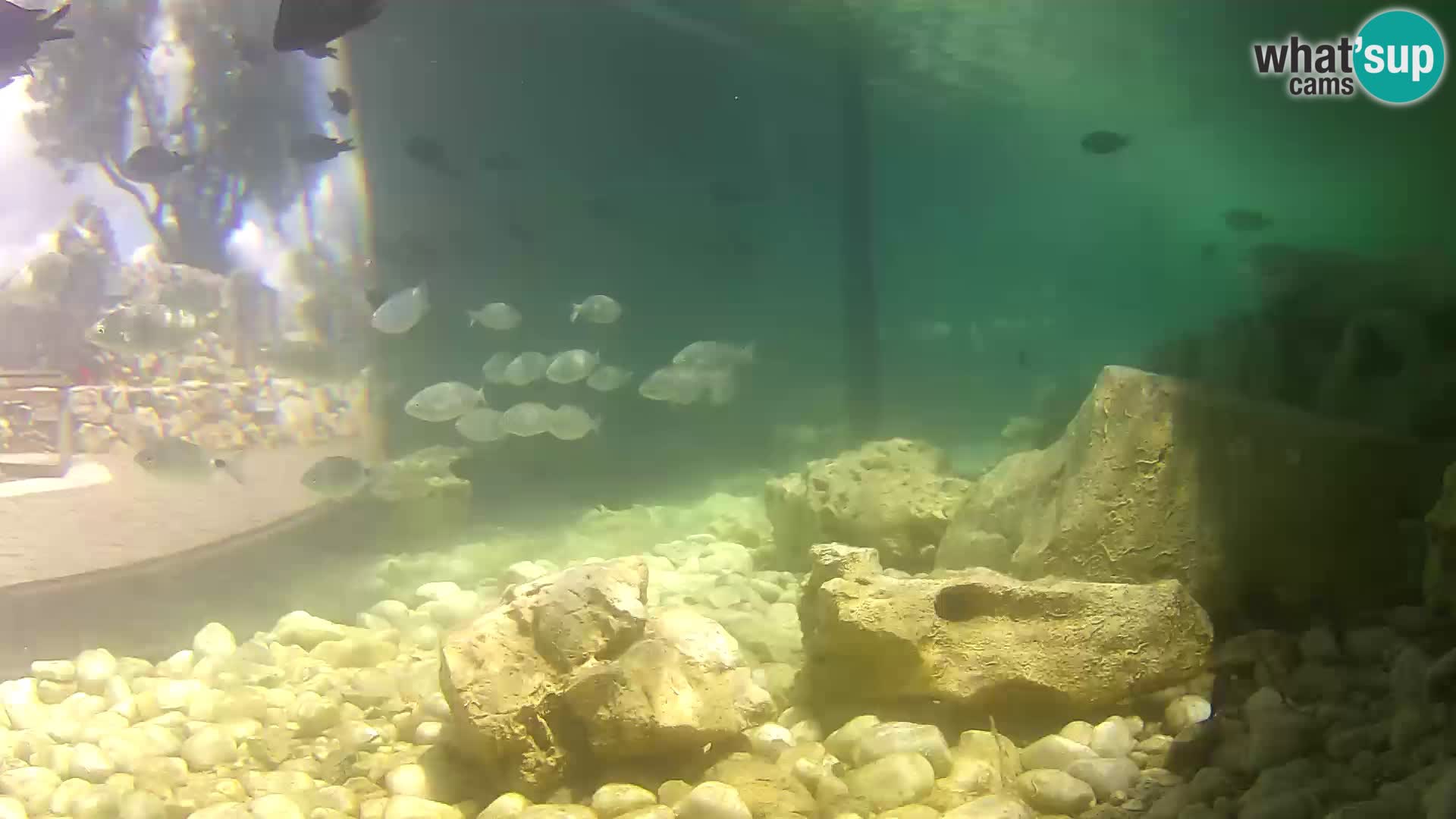 Zunanji morski akvarij Rogoznica spletna kamera Hrvaška