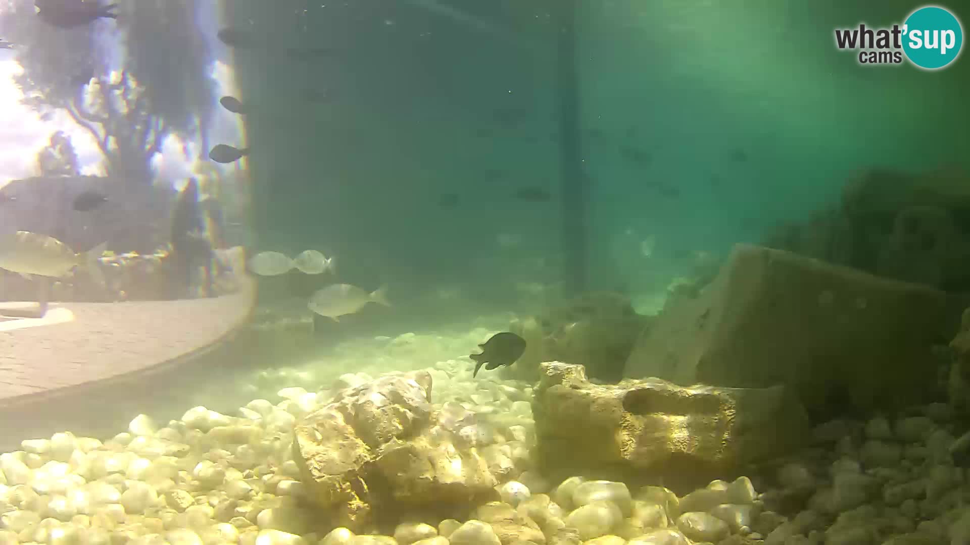Acuario marino al aire libre Rogoznica webcam Croacia
