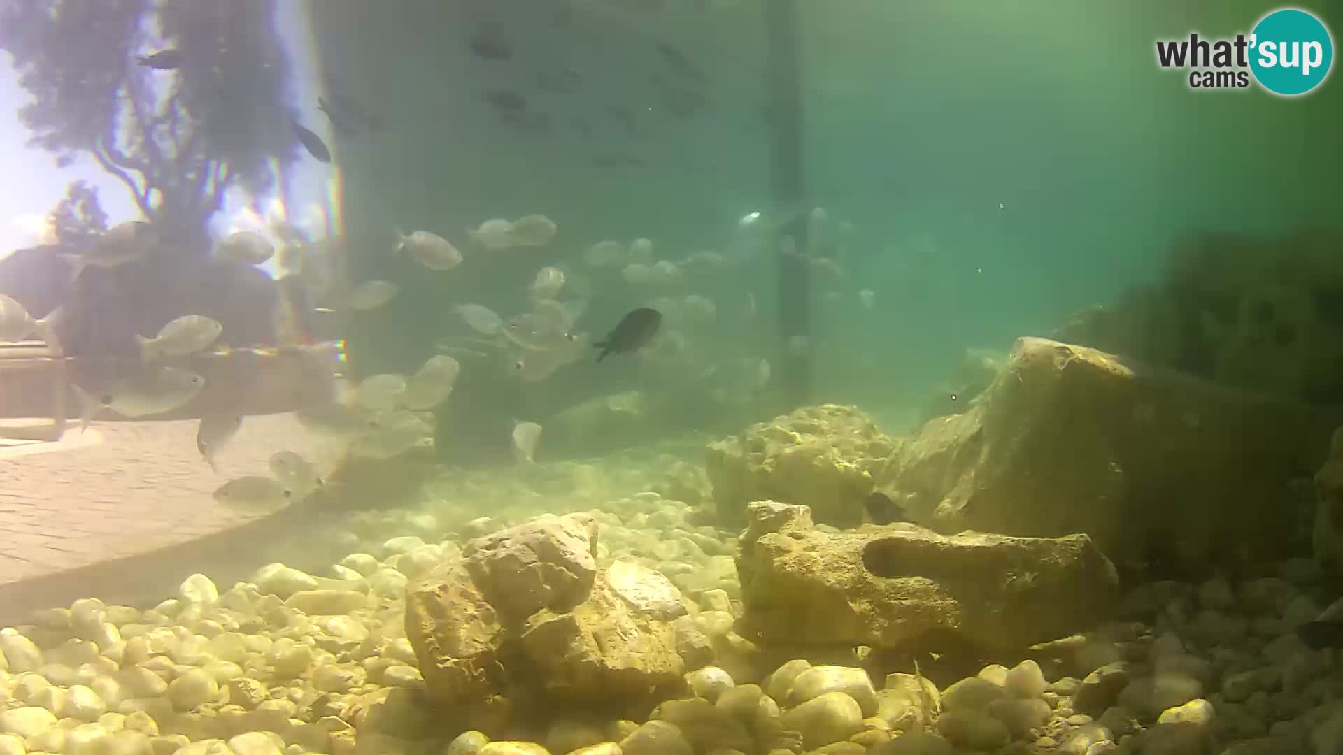 Aquario marino esterno –  Rogoznica livecam Croazia