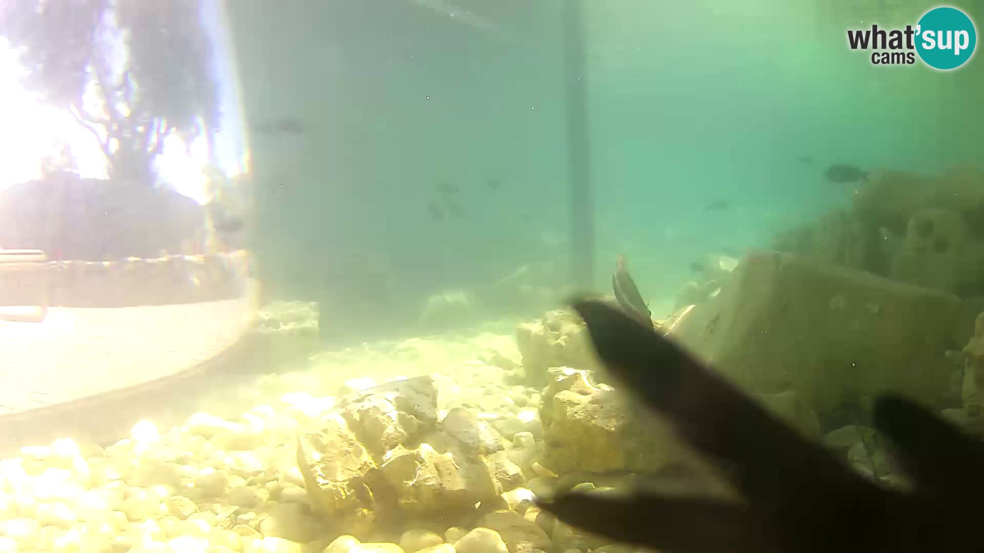 Outdoor Marine Aquarium Rogoznica webcam Croatia
