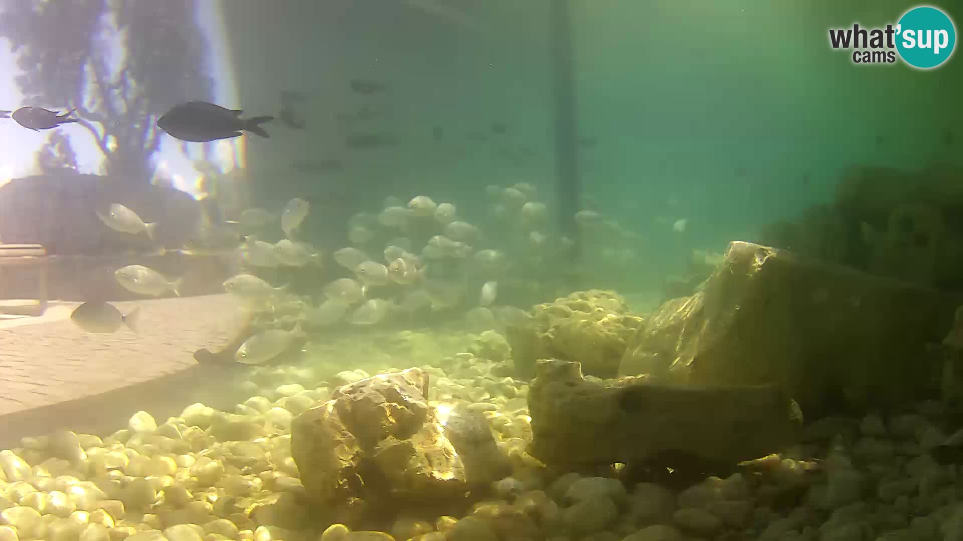 Outdoor Marine Aquarium Rogoznica webcam Croatia