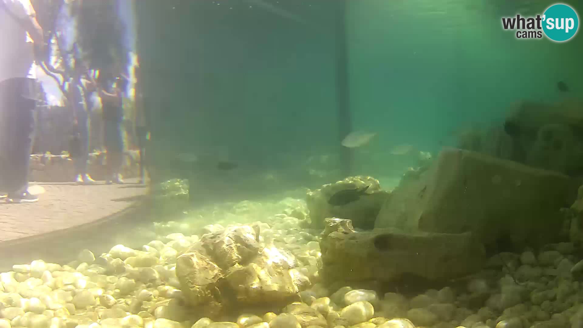 Webcam de l’aquarium marin extérieur de Rogoznica Croatie