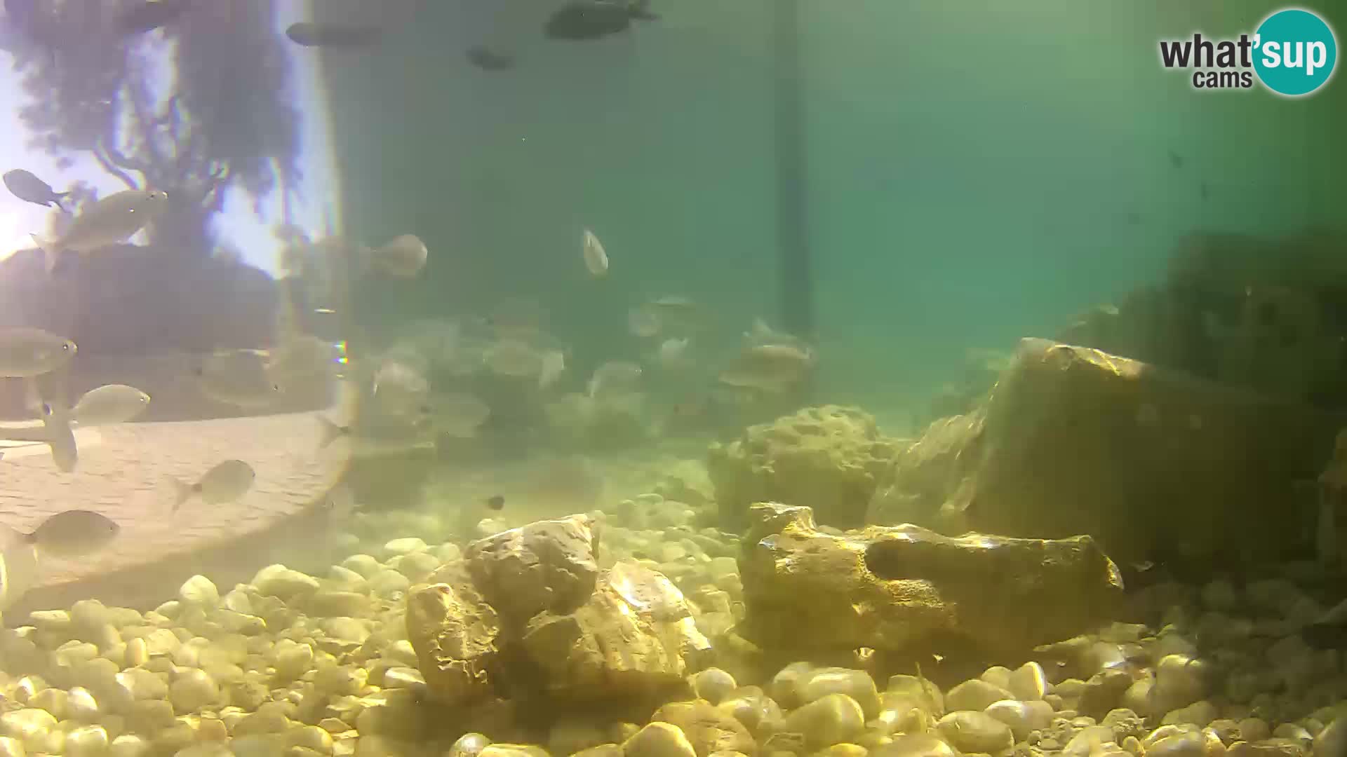 Outdoor Marine Aquarium Rogoznica webcam Croatia