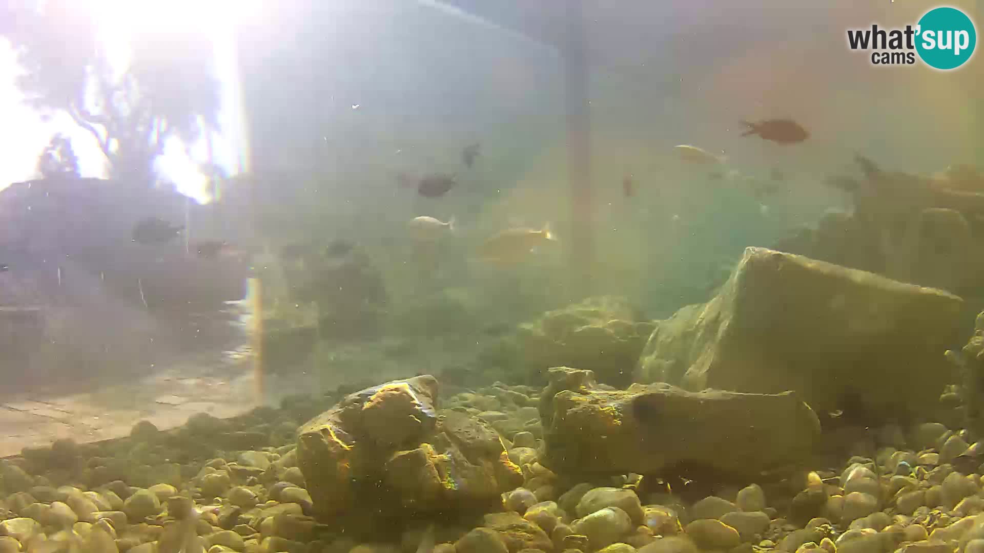 Zunanji morski akvarij Rogoznica spletna kamera Hrvaška