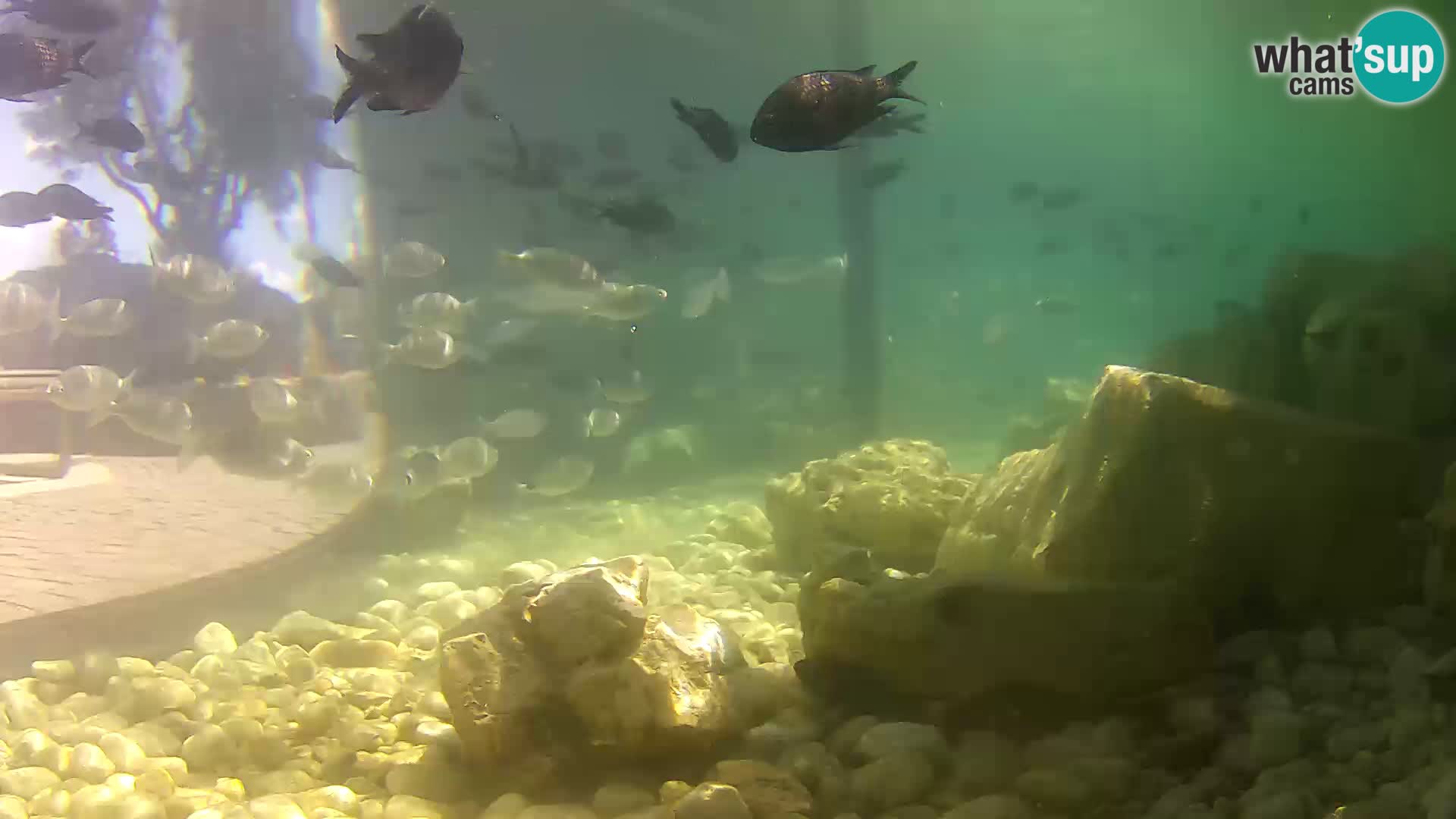 Outdoor Marine Aquarium Rogoznica webcam Croatia