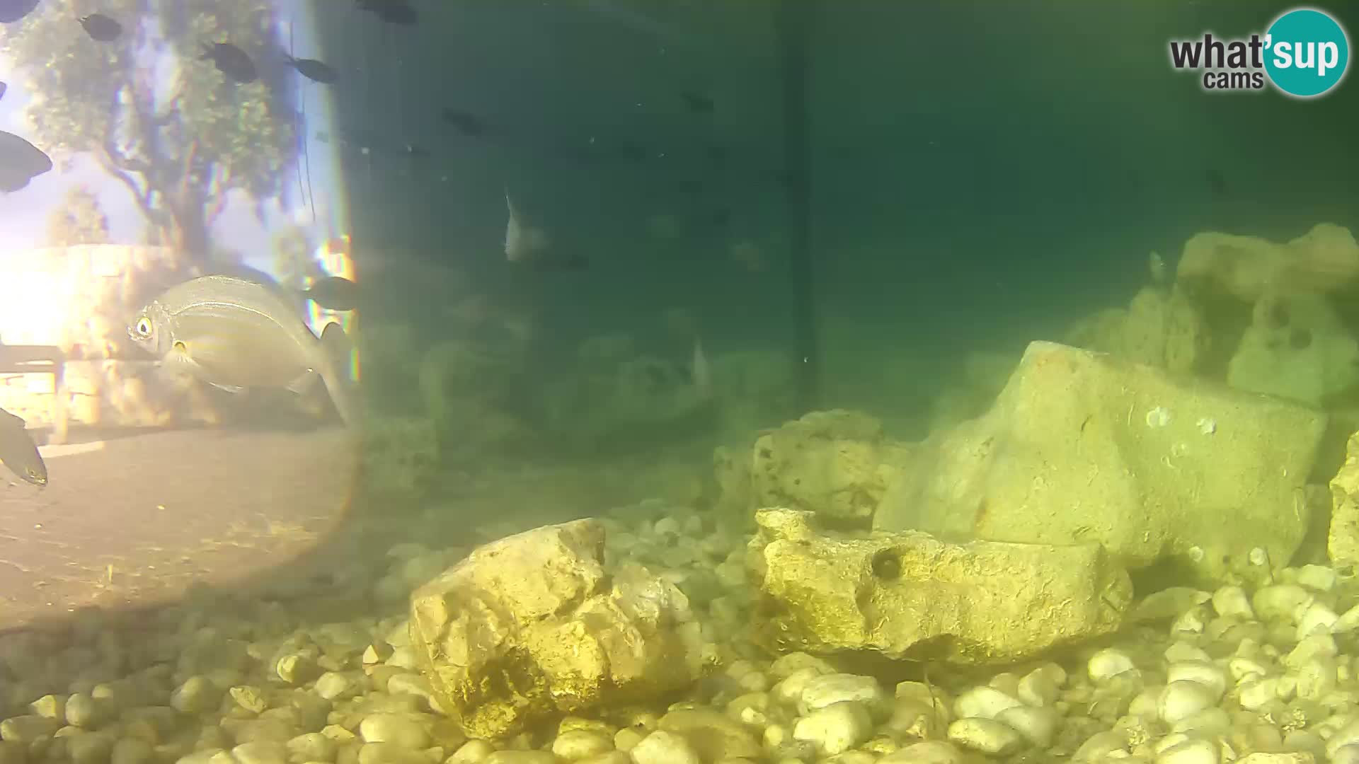 Zunanji morski akvarij Rogoznica spletna kamera Hrvaška