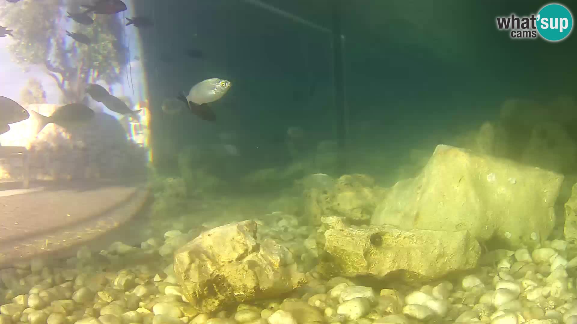 Aquario marino esterno –  Rogoznica livecam Croazia