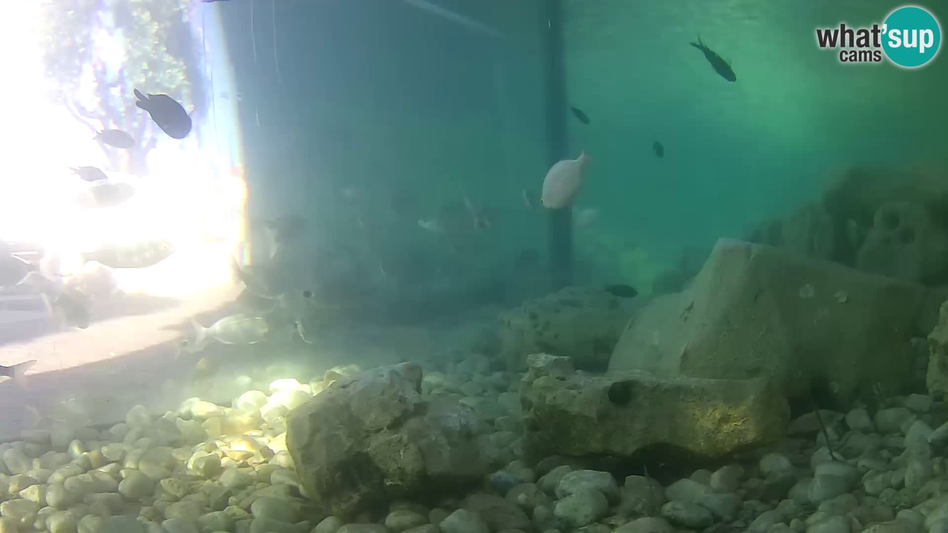 Acuario marino al aire libre Rogoznica webcam Croacia