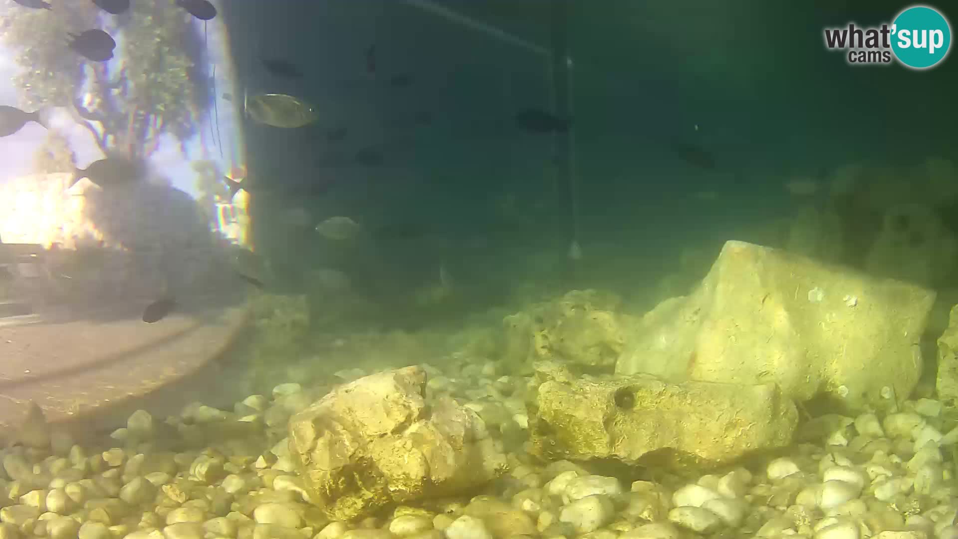Aquario marino esterno –  Rogoznica livecam Croazia