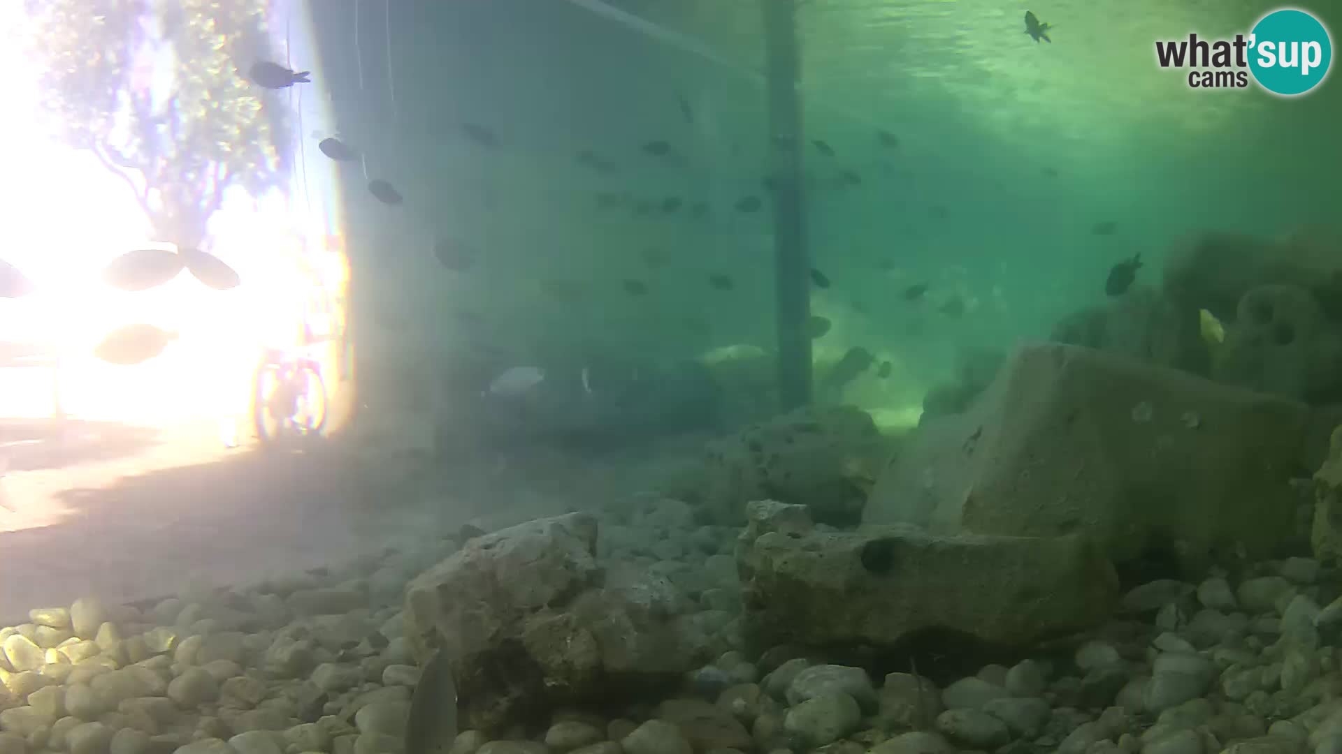 Acuario marino al aire libre Rogoznica webcam Croacia