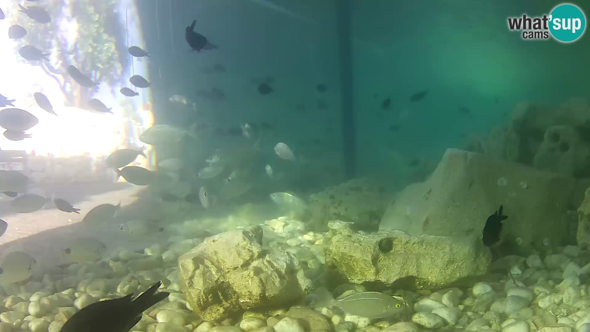 Outdoor Marine Aquarium Rogoznica webcam Croatia