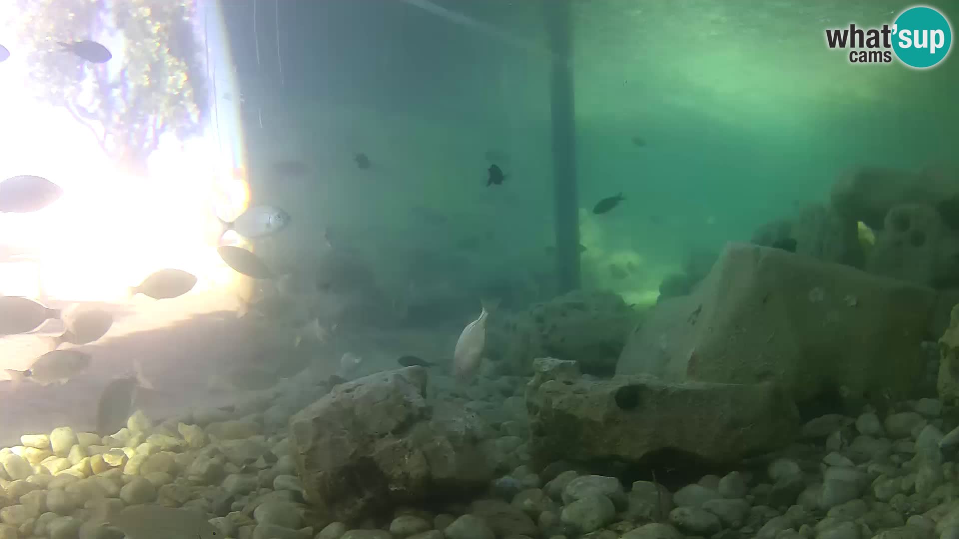 Marine Aquarium im Freien Rogoznica webcam Kroatien