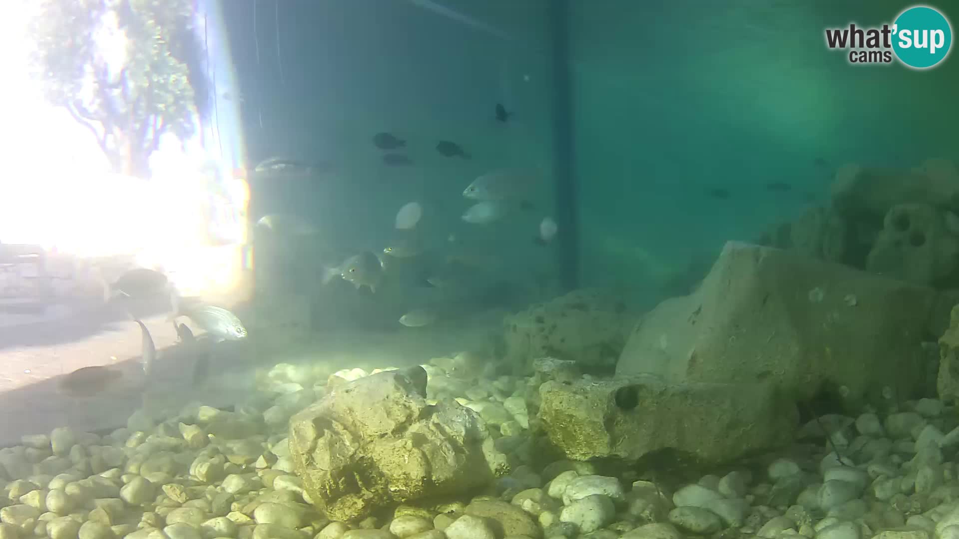 Acuario marino al aire libre Rogoznica webcam Croacia