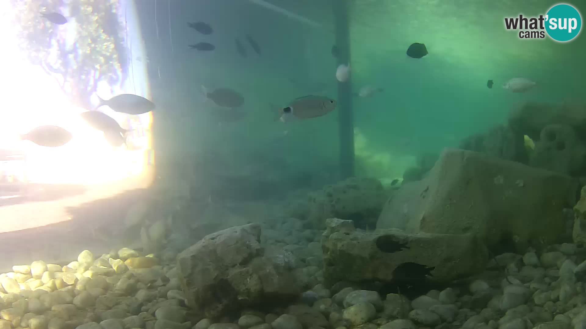 Webcam de l’aquarium marin extérieur de Rogoznica Croatie