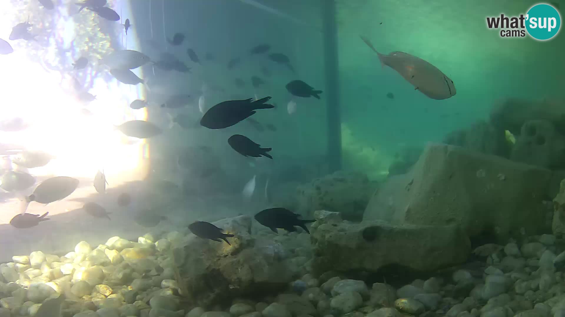 Webcam de l’aquarium marin extérieur de Rogoznica Croatie