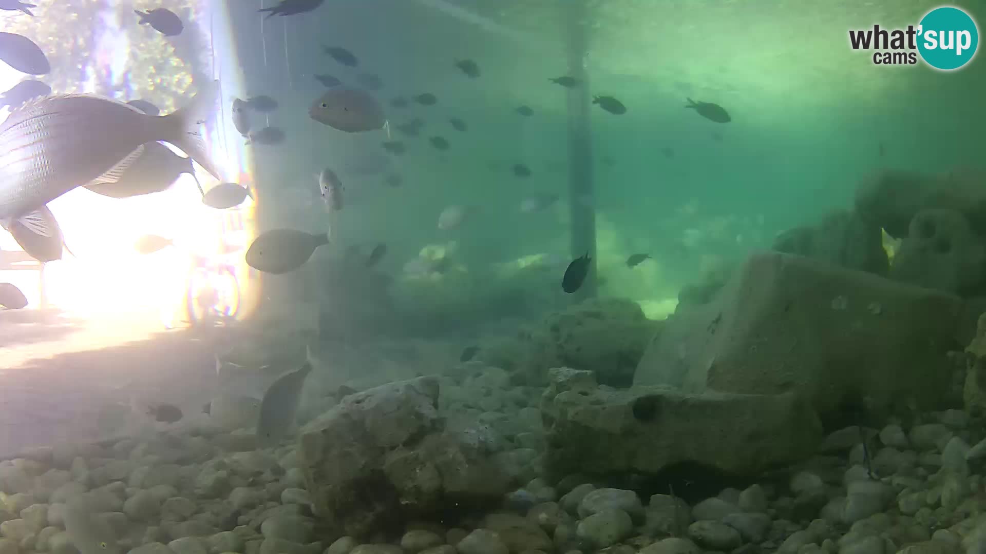 Outdoor Marine Aquarium Rogoznica webcam Croatia