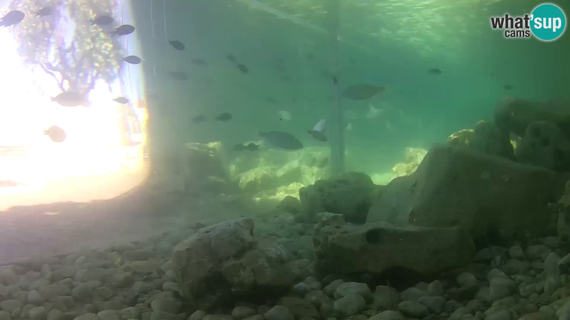 Webcam de l’aquarium marin extérieur de Rogoznica Croatie
