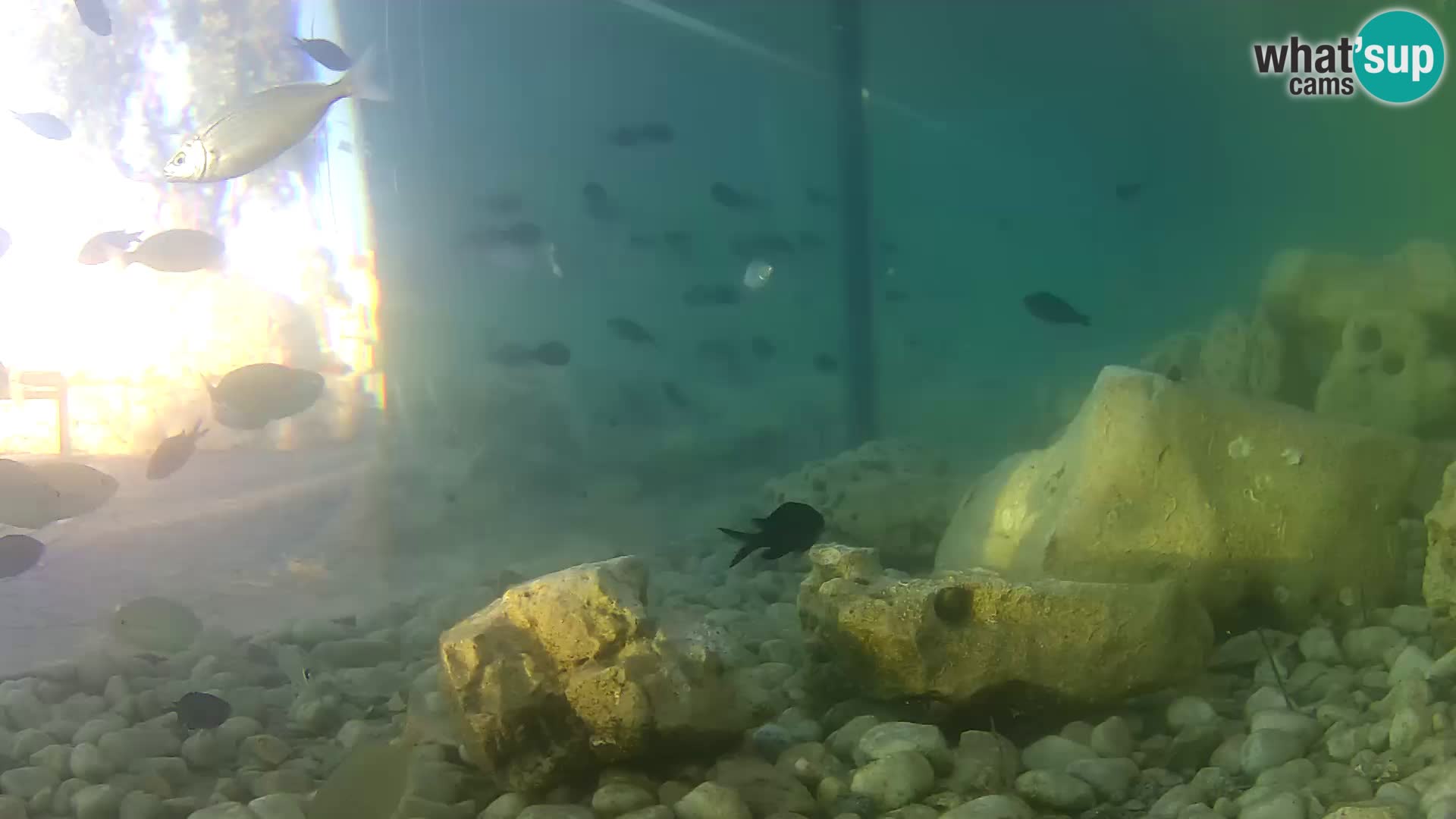 Outdoor Marine Aquarium Rogoznica webcam Croatia