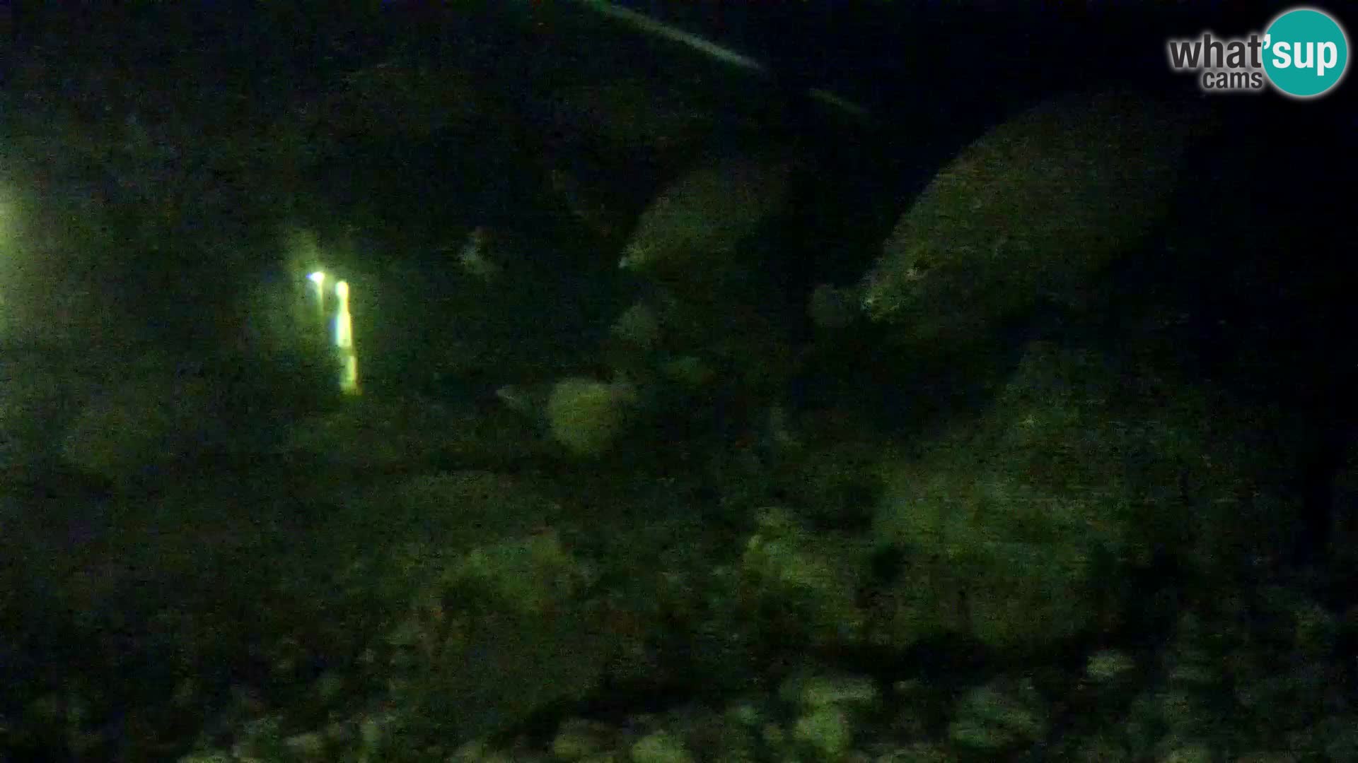 Aquario marino esterno –  Rogoznica livecam Croazia