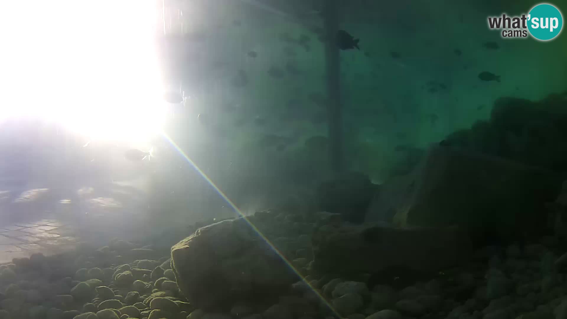 Acuario marino al aire libre Rogoznica webcam Croacia