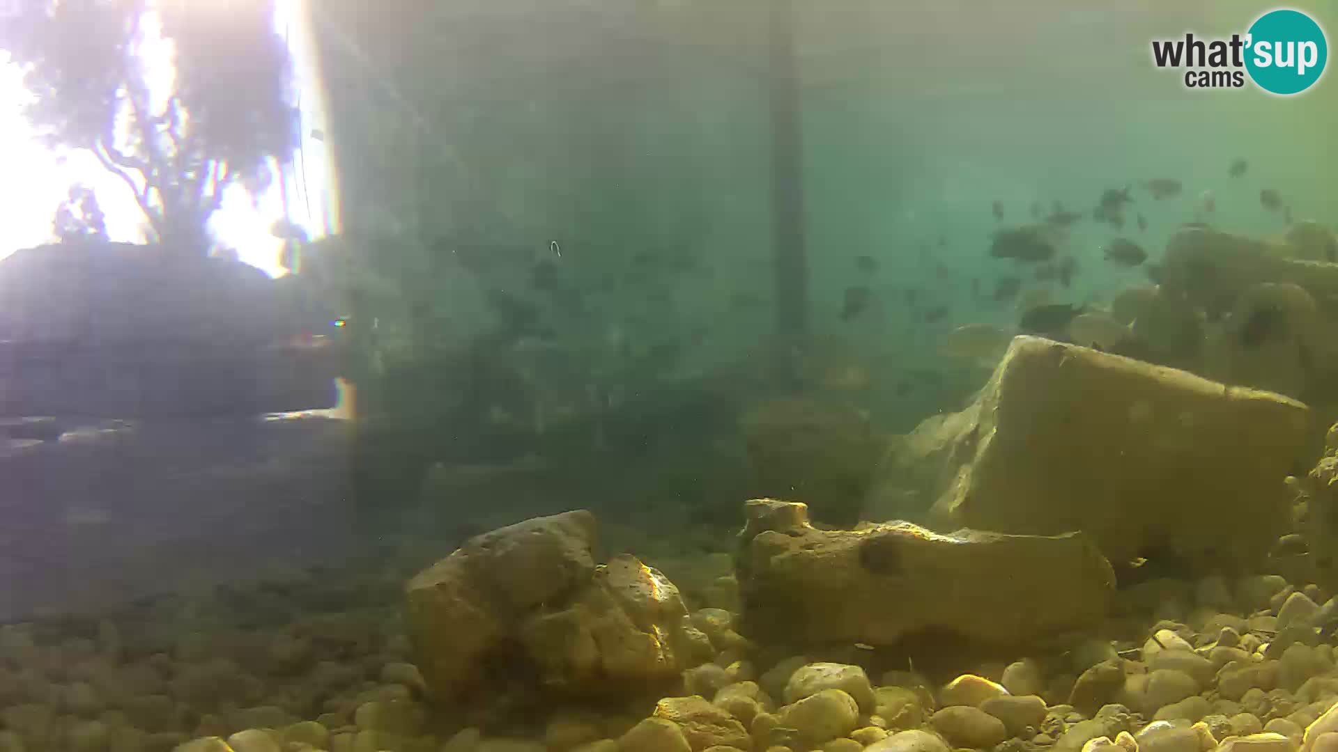 Aquario marino esterno –  Rogoznica livecam Croazia