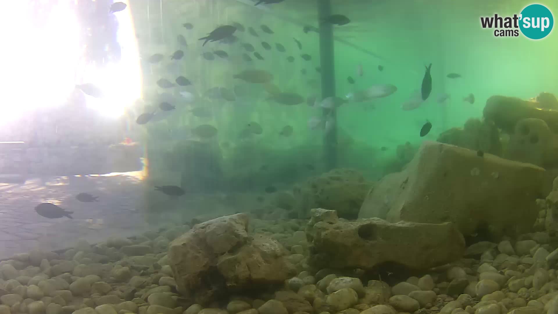 Zunanji morski akvarij Rogoznica spletna kamera Hrvaška