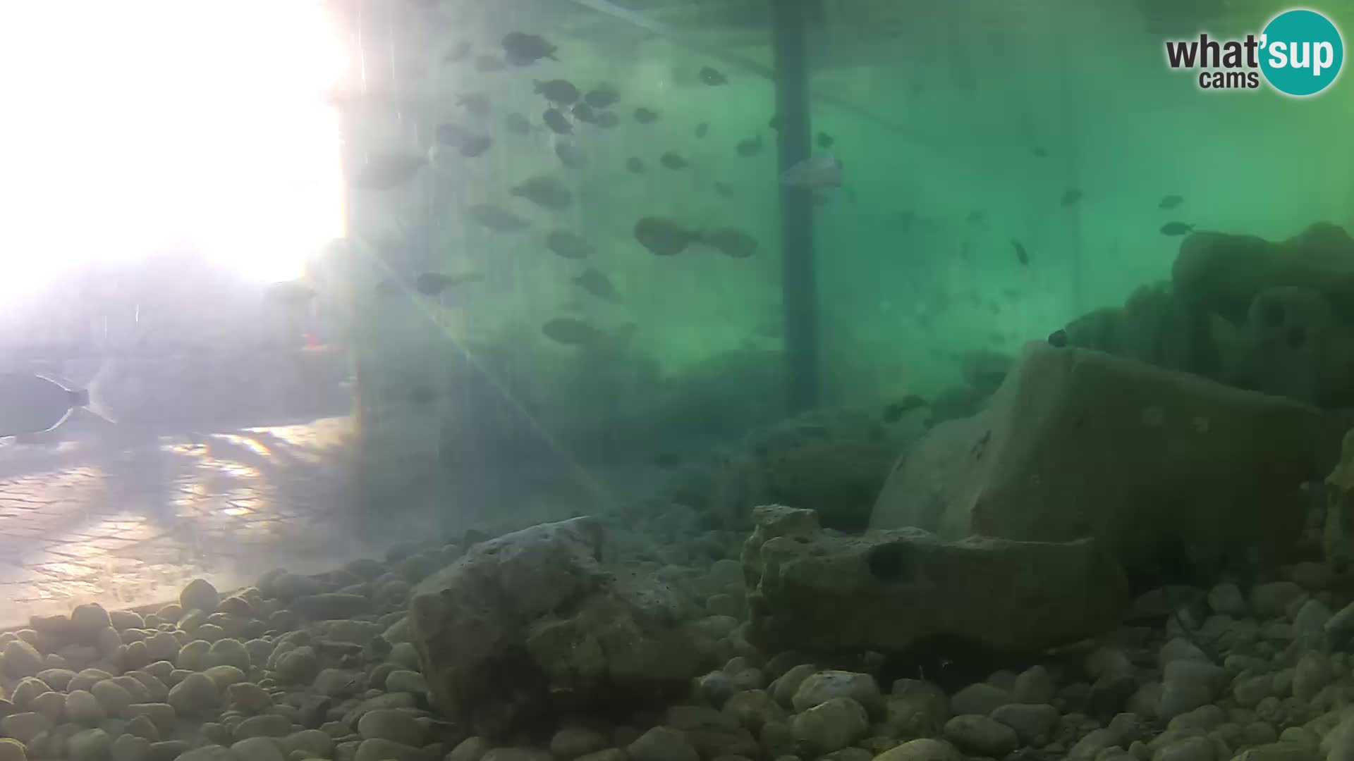 Aquario marino esterno –  Rogoznica livecam Croazia