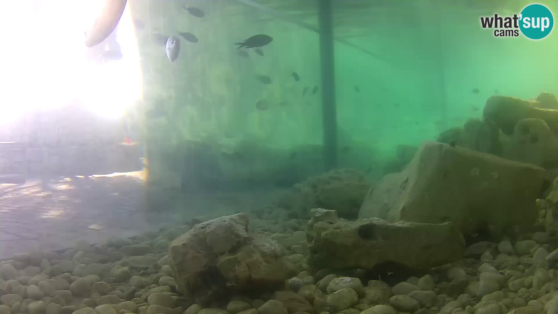 Outdoor Marine Aquarium Rogoznica webcam Croatia