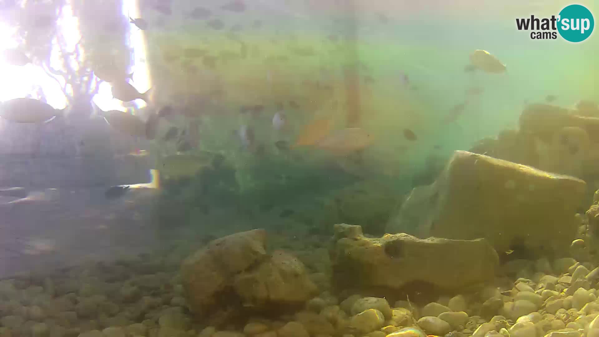 Outdoor Marine Aquarium Rogoznica webcam Croatia