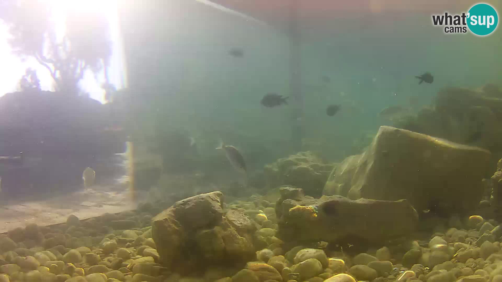 Marine Aquarium im Freien Rogoznica webcam Kroatien