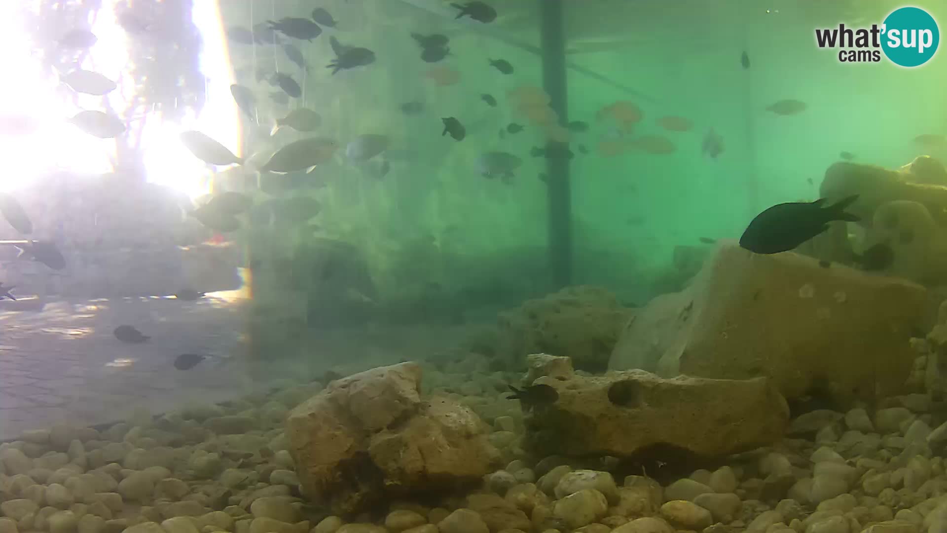 Acuario marino al aire libre Rogoznica webcam Croacia