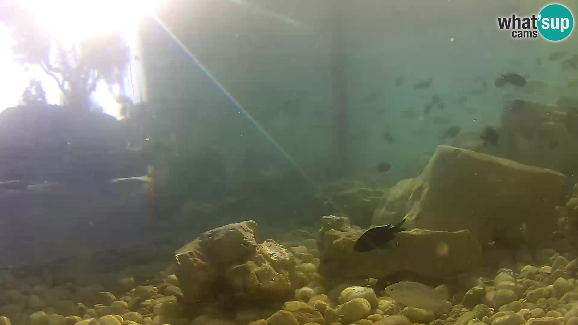 Aquario marino esterno –  Rogoznica livecam Croazia