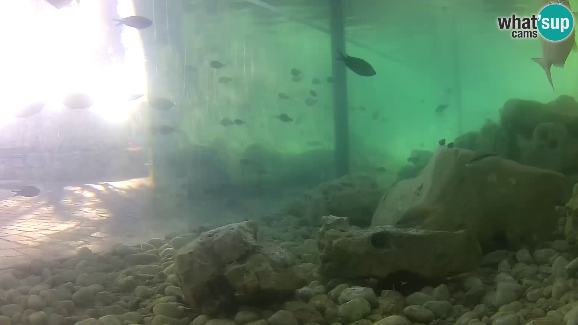 Webcam de l’aquarium marin extérieur de Rogoznica Croatie