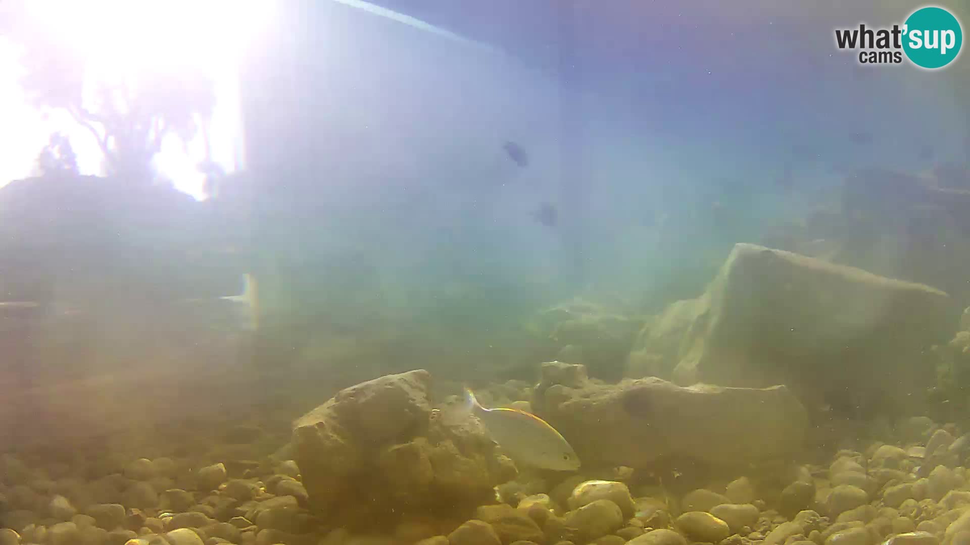 Webcam de l’aquarium marin extérieur de Rogoznica Croatie