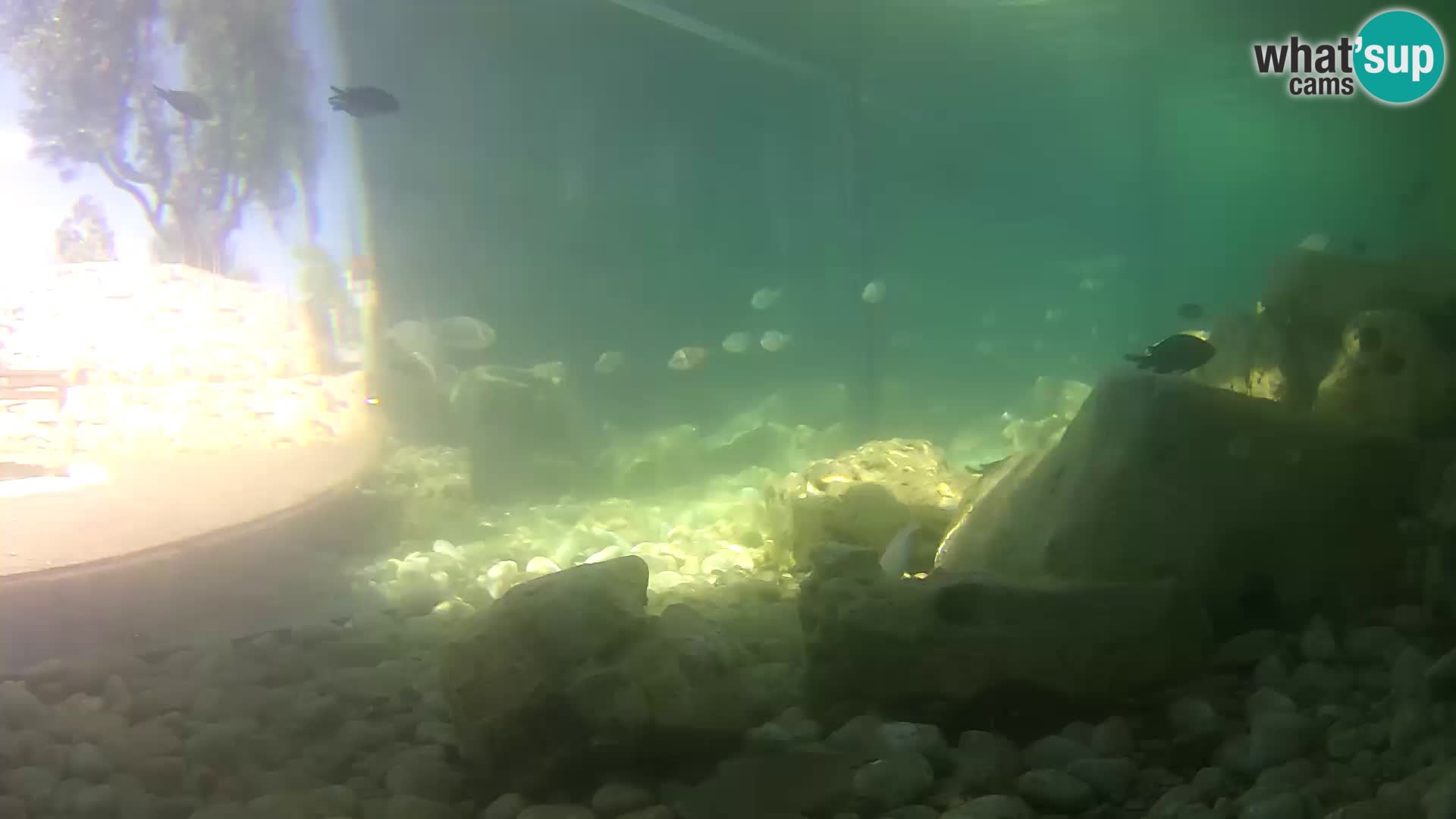 Outdoor Marine Aquarium Rogoznica webcam Croatia