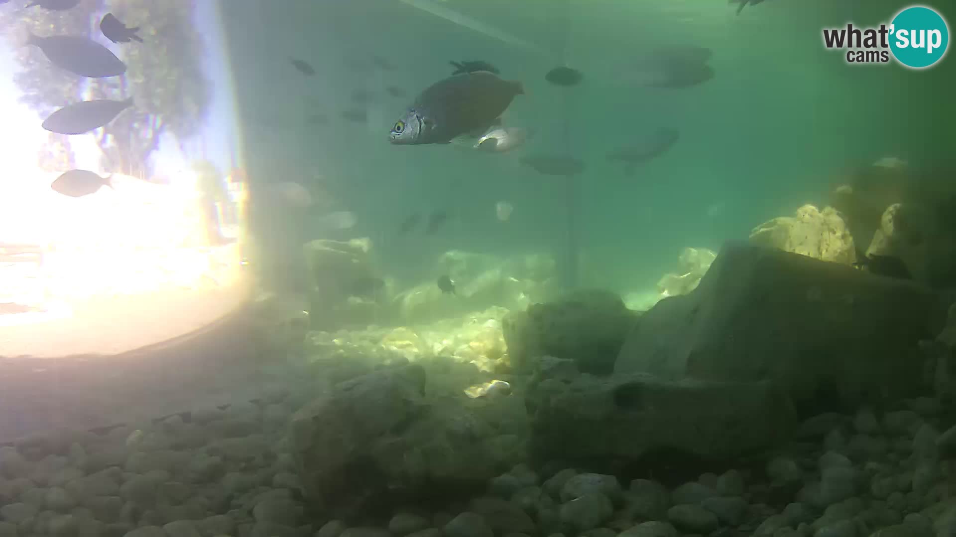 Webcam de l’aquarium marin extérieur de Rogoznica Croatie