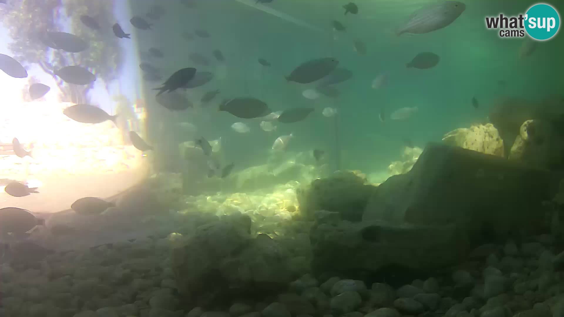 Outdoor Marine Aquarium Rogoznica webcam Croatia