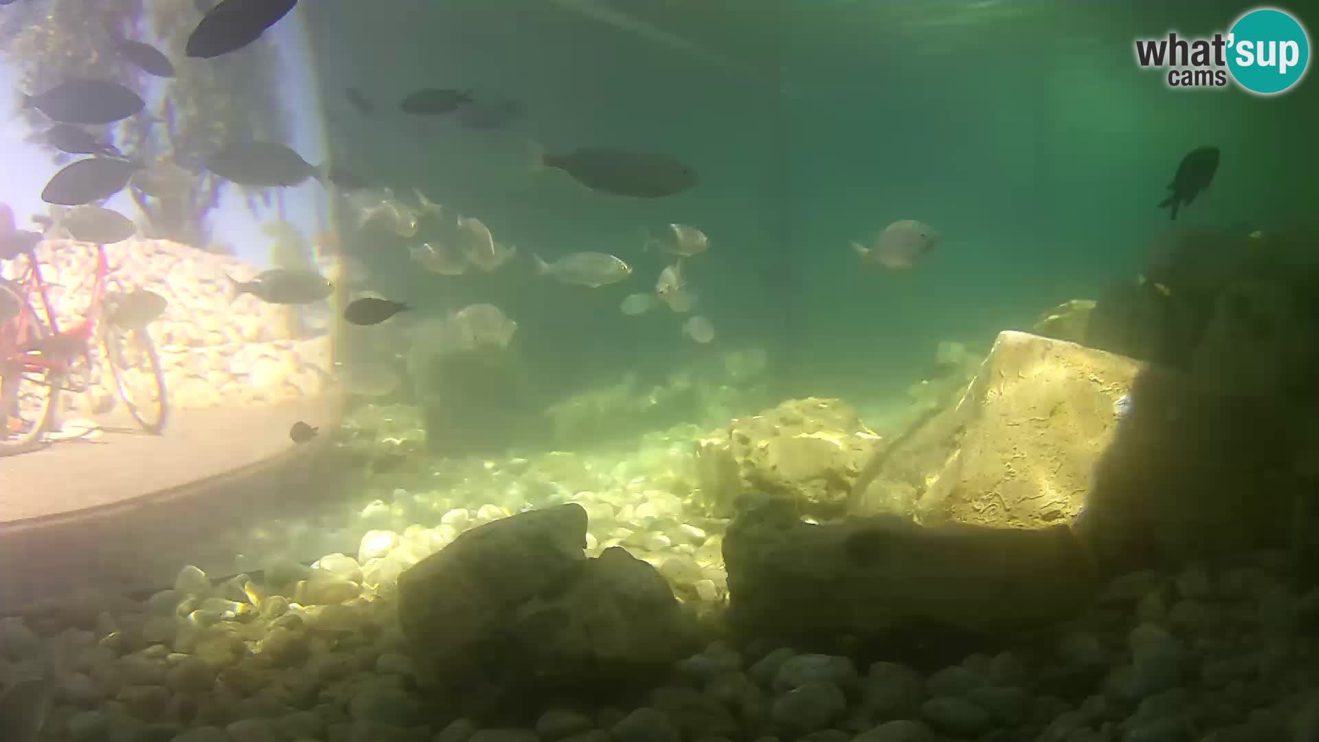 Webcam de l’aquarium marin extérieur de Rogoznica Croatie