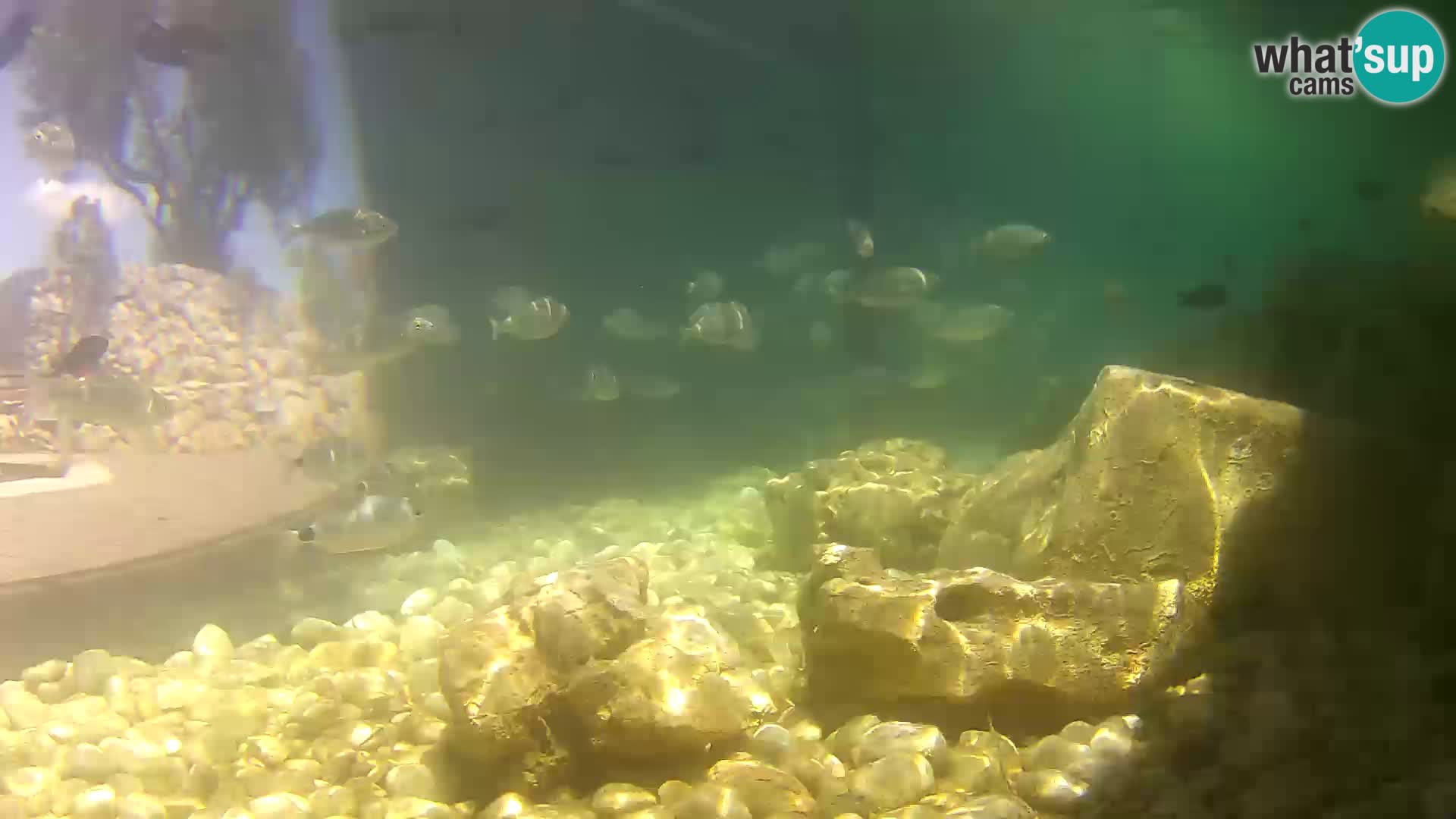 Acuario marino al aire libre Rogoznica webcam Croacia